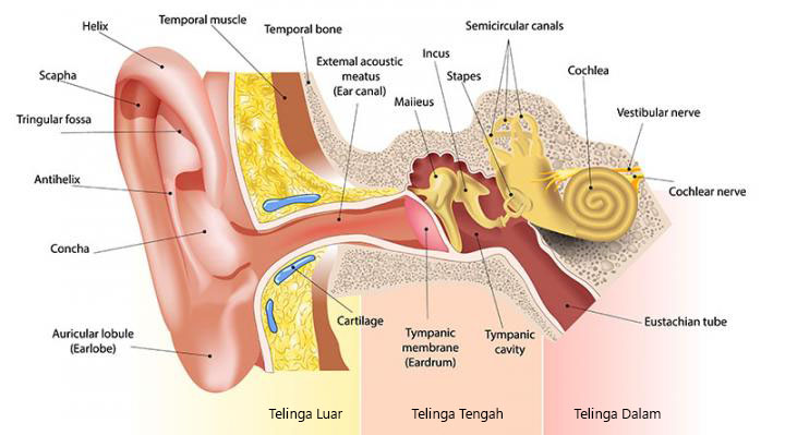 Bagian Telinga Manusia Dan Fungsi Pendengarannya Klinik Tht Terpadu Malang